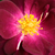 Fioletowy  - Róże rabatowe floribunda - Forever Royal